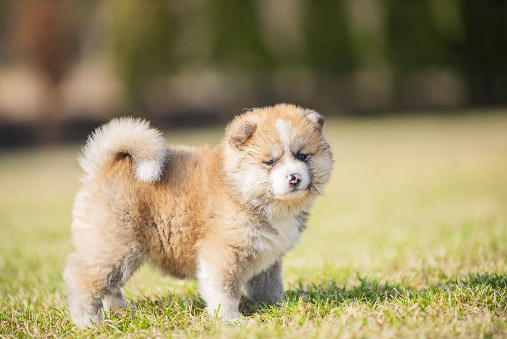 AKITA INU ***  PIES - ostatni