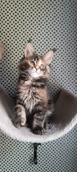 Котенок Мейн Кун