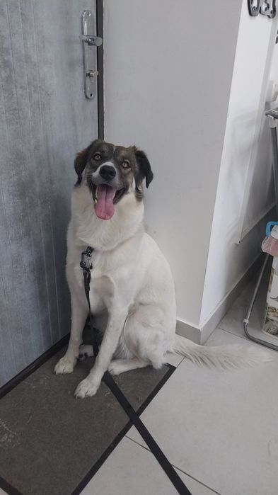 Стрижка собак,котів,котов,грумер,грумінг,без наркозу, з виїздом,выезд