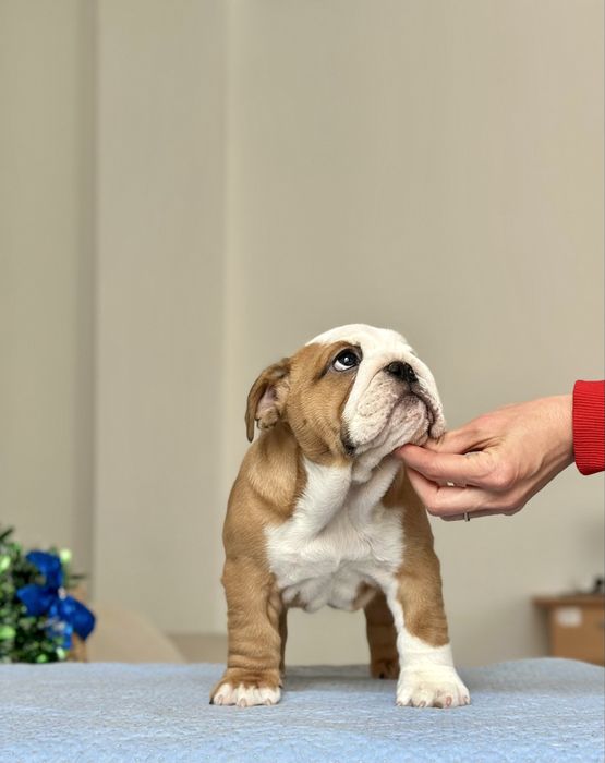 Англійський бульдог