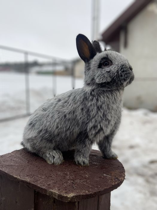 Велике Світле Срібло