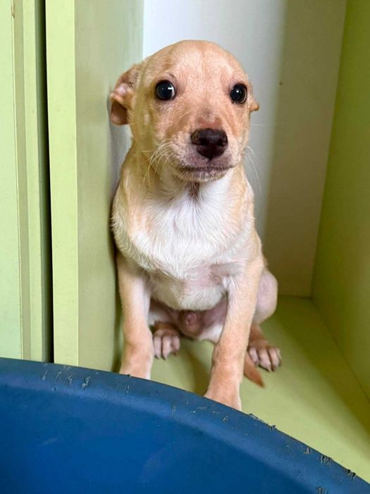 Malibu i Mimosa - słodziaki do adopcji