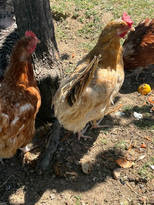 Galinhas e garnizas para criação