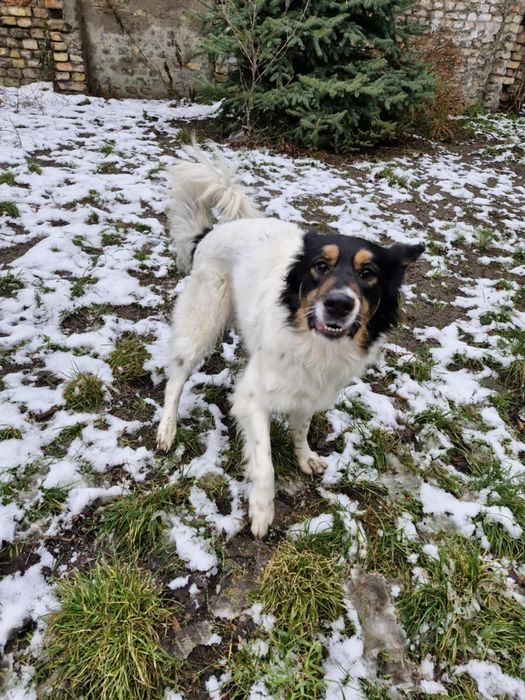 Czarek potrzebuje nowego domu