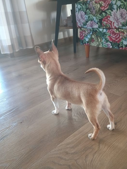 Chihuahua dziewczynka XXS, maleńka