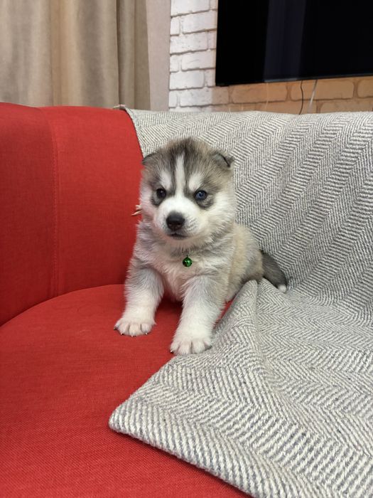 Щенки Сибирской Хаски