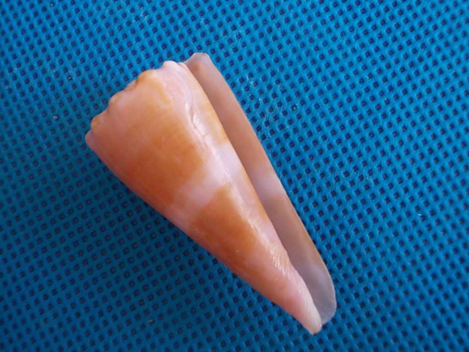 Muszle morskie- Conus roseorapum