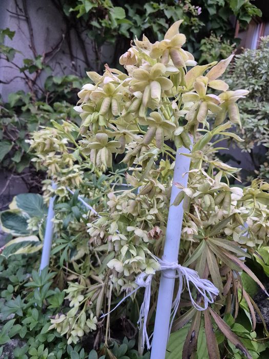 Ciemienik sadzonki 15cm 2x,