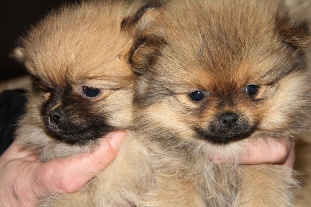 Щенки померанского шпица девочки