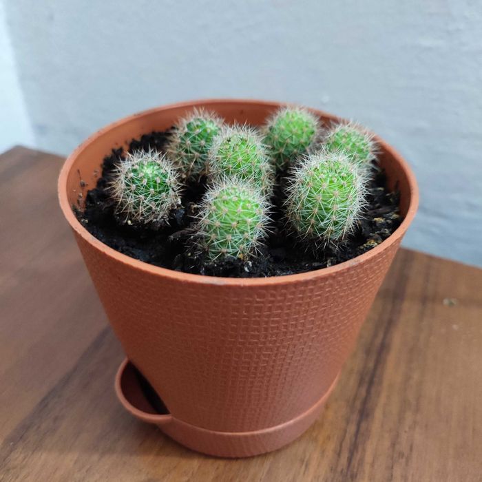 Кактуси кімнатний ехінопсис эхинопсис