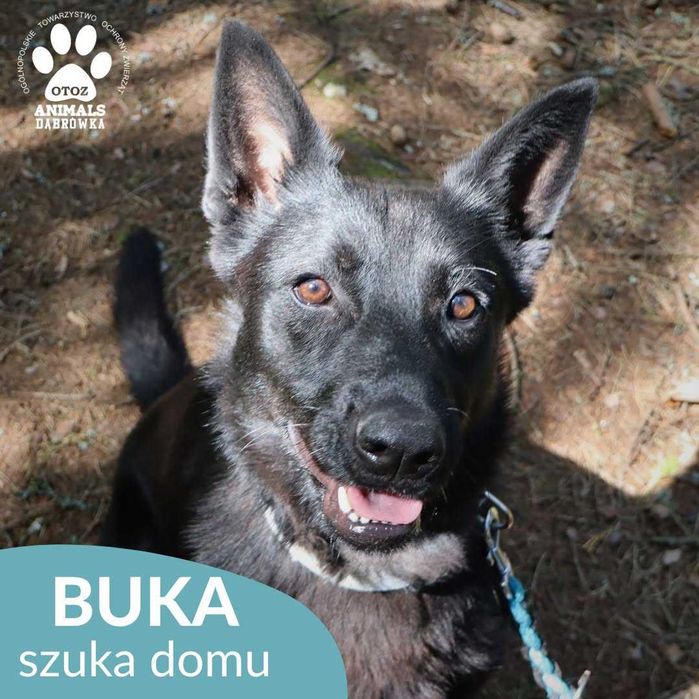 Buka szuka domu !