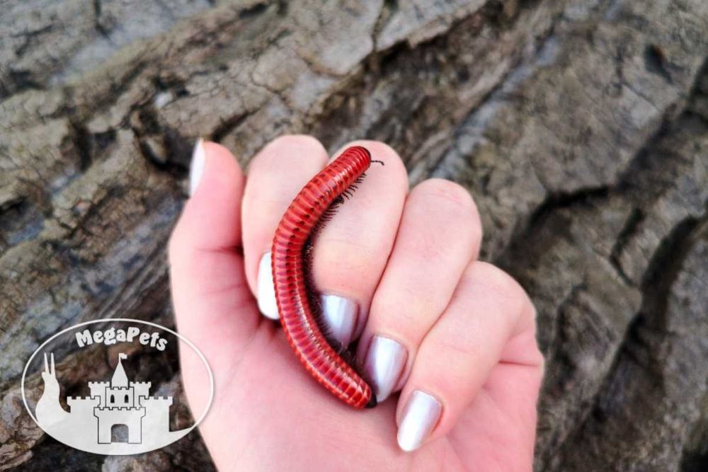 Centrobolus sp. Mosambik Wije Modliszki Prosionki Skoczogonki Ślimaki