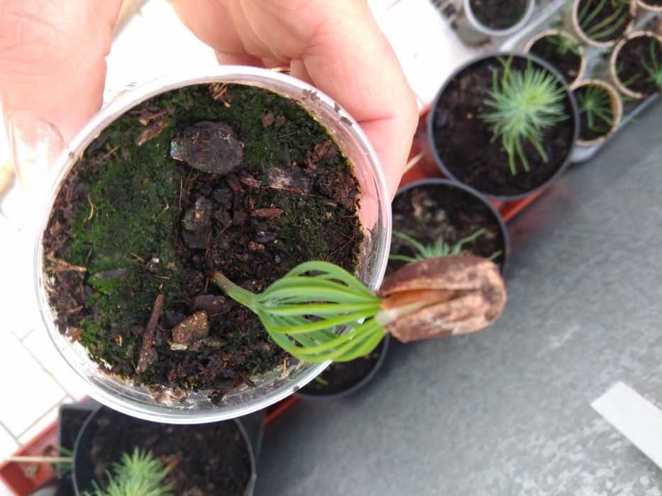 30 sementes de Pinheiro Manso bio/ boa qualidade