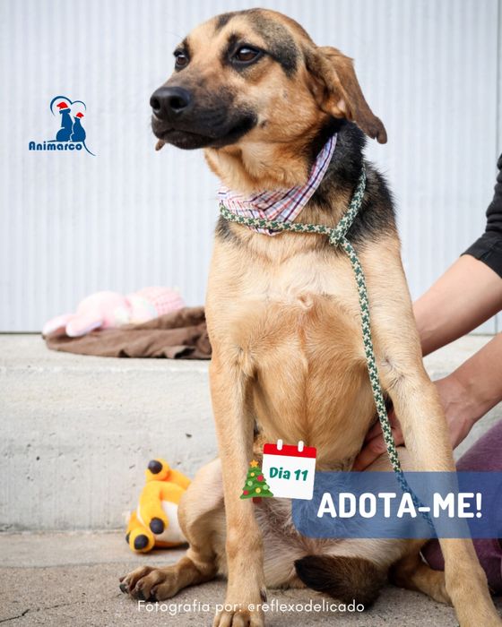 Patusca - cadela 1 ano porte medio