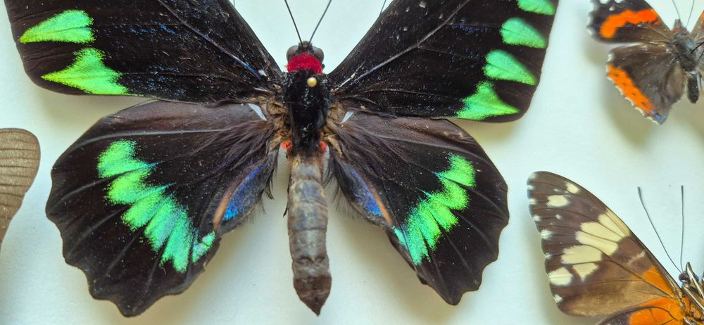 Gablotka motyle Trogonoptera Papilio Heliconius i inne na ścianę