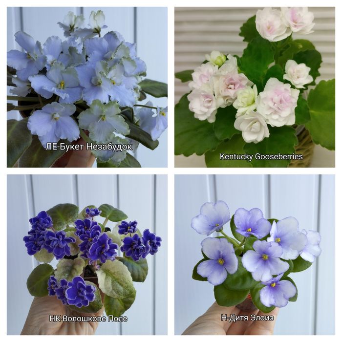 Продам фіалки міні і напівміні