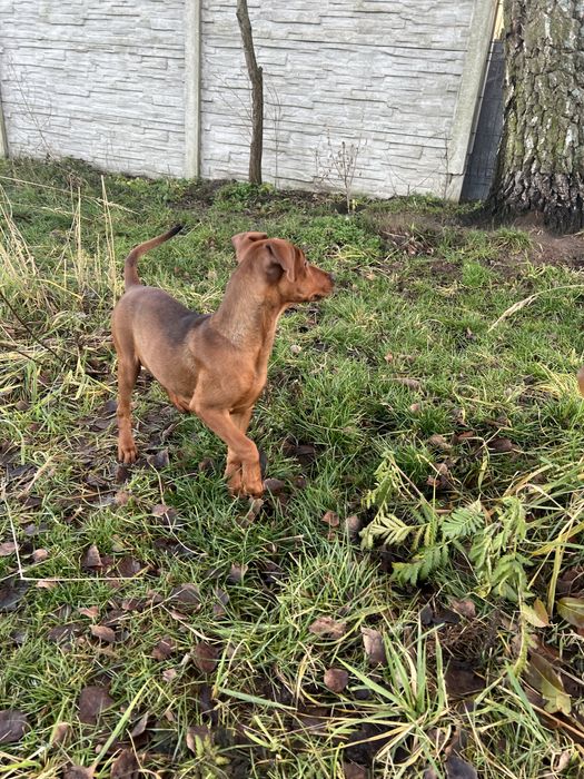 Pinczer średni - pinczer niemiecki - suczka do odbioru