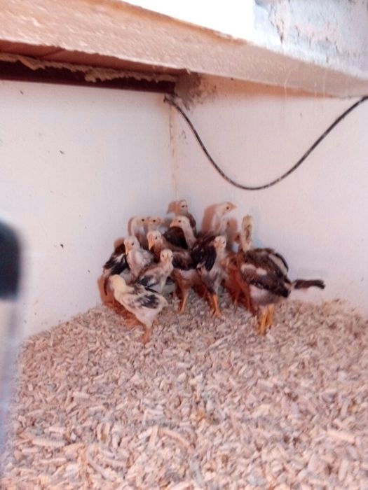 Pintos de várias raças