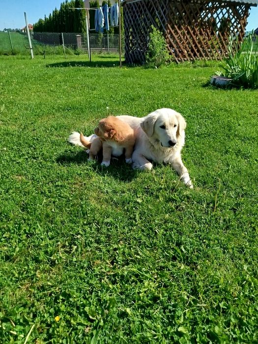 Golden Retriever szczeniaki