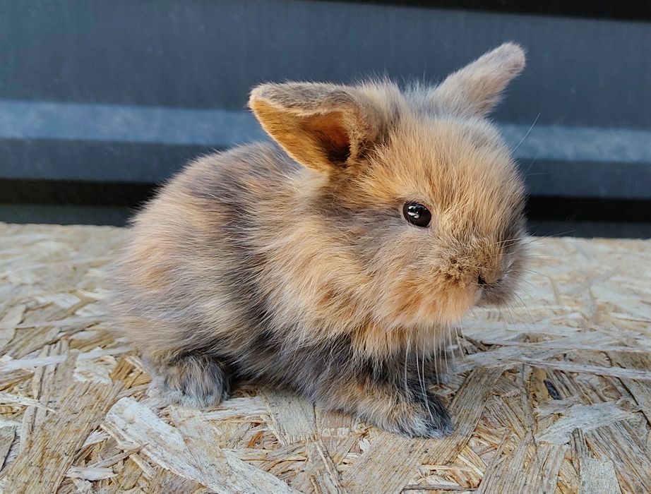 Malutkie Króliczki MINI LOP odrobaczone zaszczepione