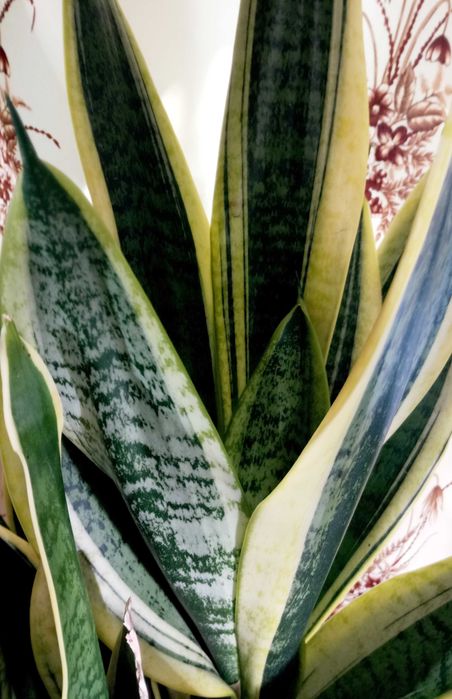 Сансевиерия Футура Суперба (Futura Superba)