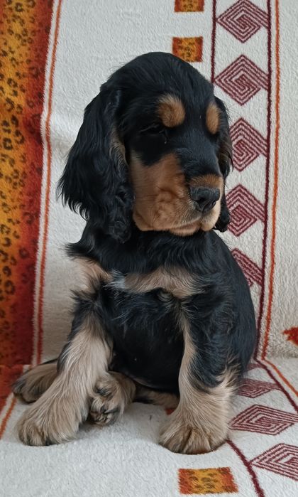 Cocker spaniel angielski szczeniak hodowla FCI