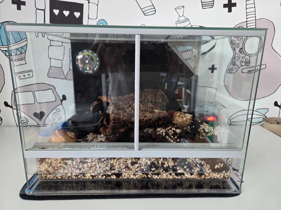 Krab pustelnik z terarium i akcesoriami