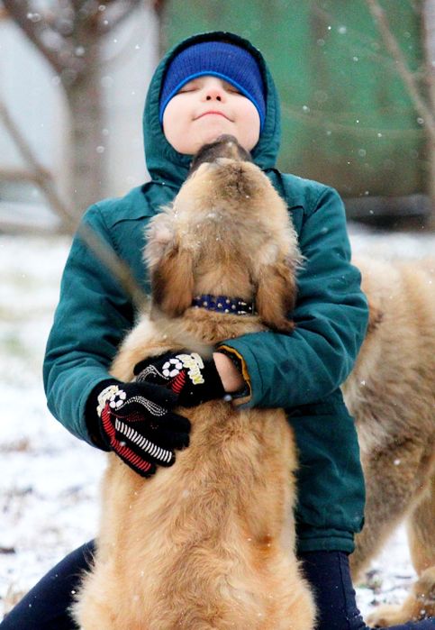Цуценята  кавказької вівчарки.