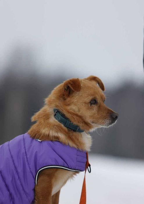 Malik- piękny psiak szuka domu