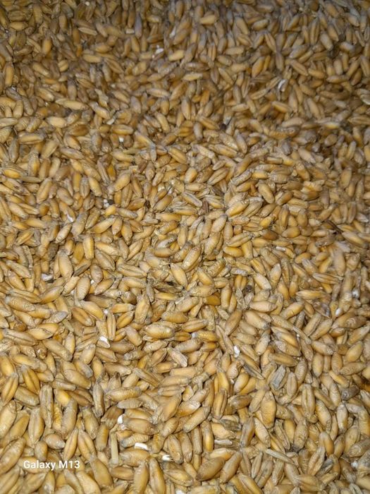 Pszenżyto tegoroczne