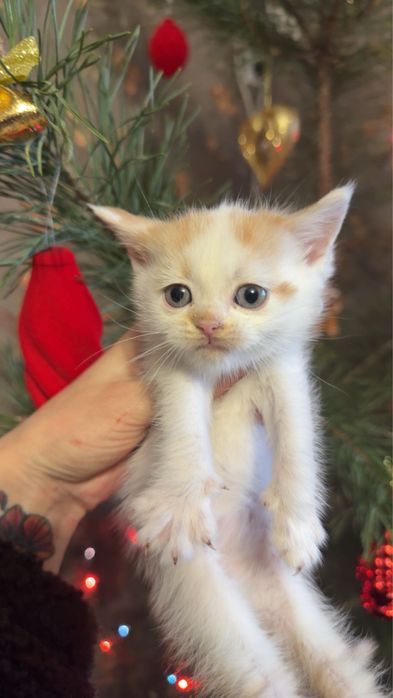 Хлопчик метис від персидської кішки