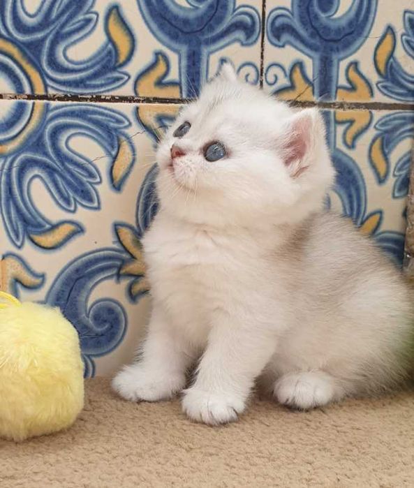 Gatinha British Shorthair