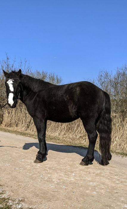 piekny walach, kon do hipoterapii, rekreacji