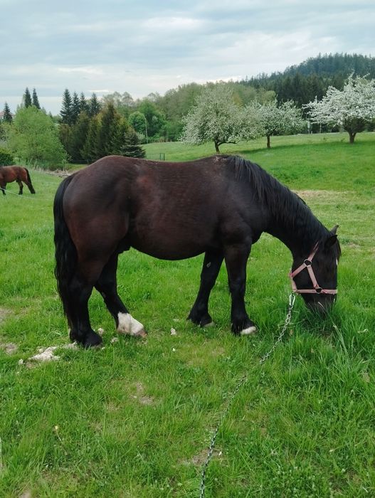 Sprzedam wałacha zimnokrwistego