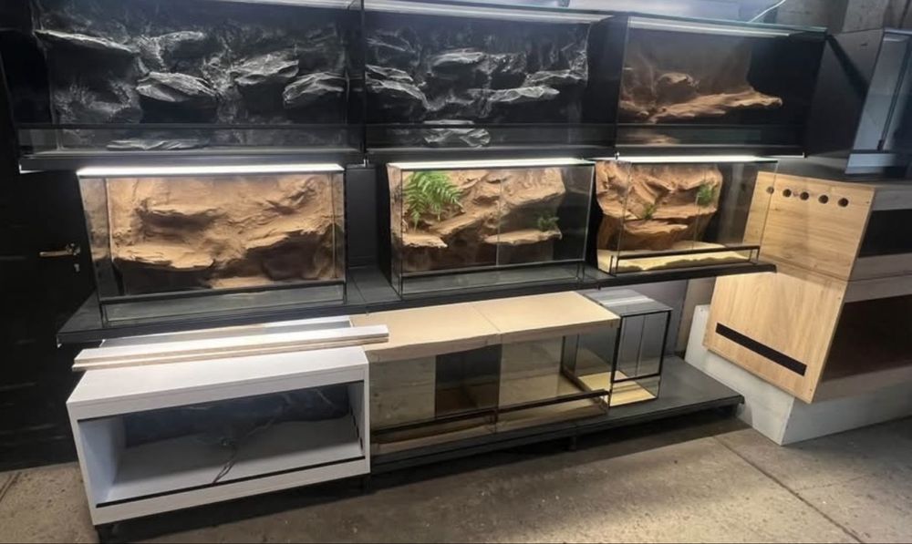 Gekon lamparci samiec tangerine możliwe terrarium