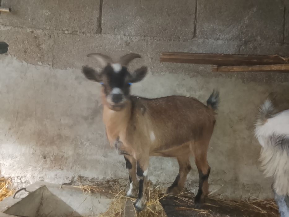 5 Cabras anãs meigas