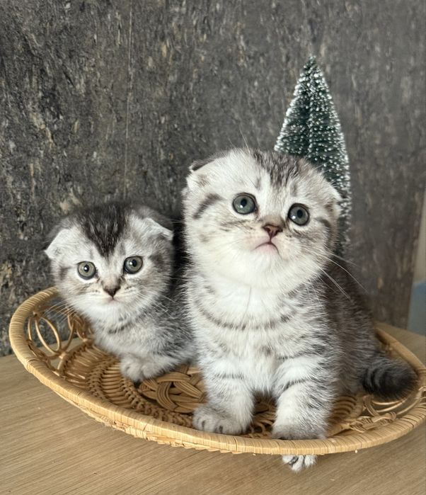 Висловухі віскасні кошенята-маленьке щастя, яке чекає саме на вас