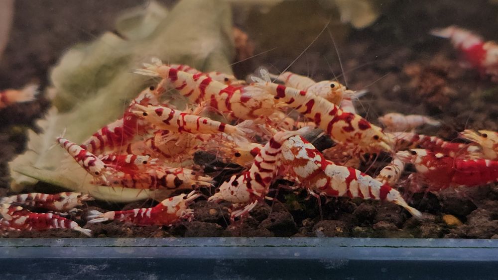 Krewetki Caridina Red Fancy Tiger
