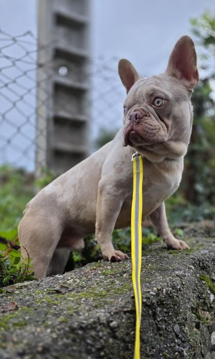 Buldogue Francês Macho Isabella tan