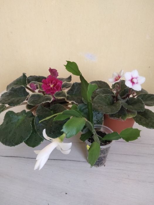 Дві фіалочки і різдяник