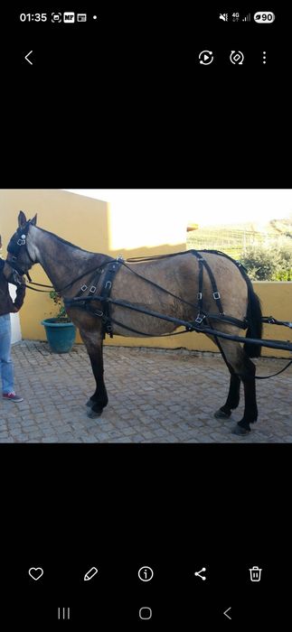 Charrete em bom estado