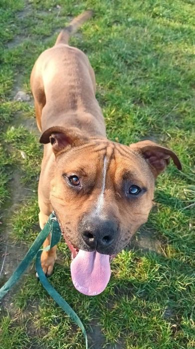 Ozyrys - pies ttb do adopcji