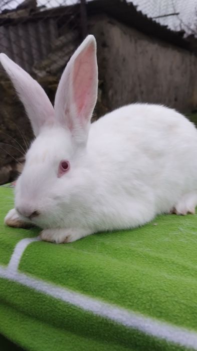 Продам двох хлопчиків