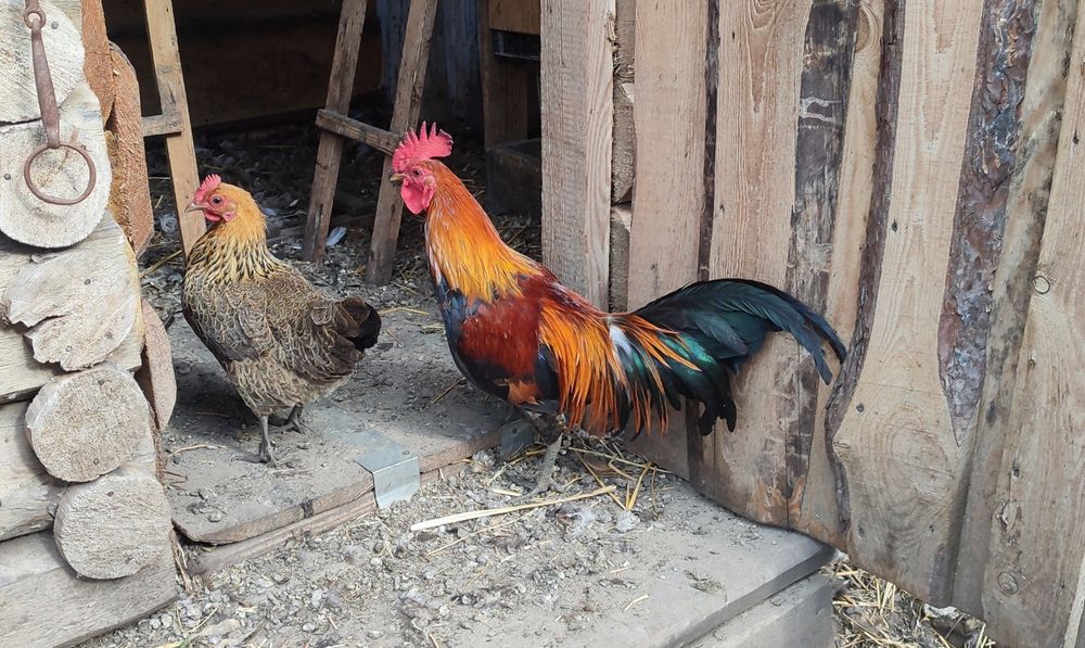 Декоративні кури, півень, петух, карликові кури