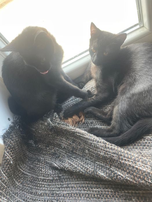 Dá-se 2 gatos para adoção responsável