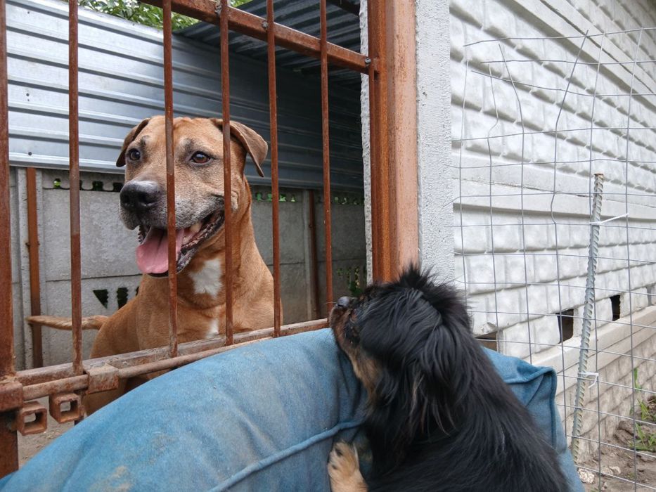 Красавчик стаффорд ищет дом