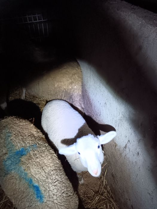 Anho cruzado de ill france