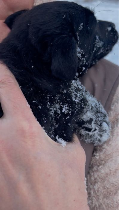 Щенятко в хороші руки