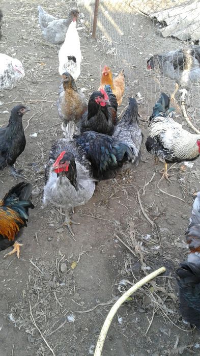 Петухи півні на племя та на мясо ДЖЕРСИЙСКИЕ ГИГАНТЫ