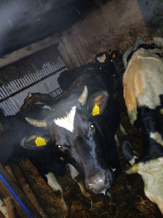 Jałówkę wysokocielną